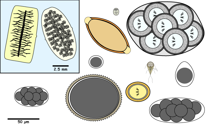 Helminth Egg, Protozoan Cyst, Protozoan Troph, or Tapeworm segment in Feces.