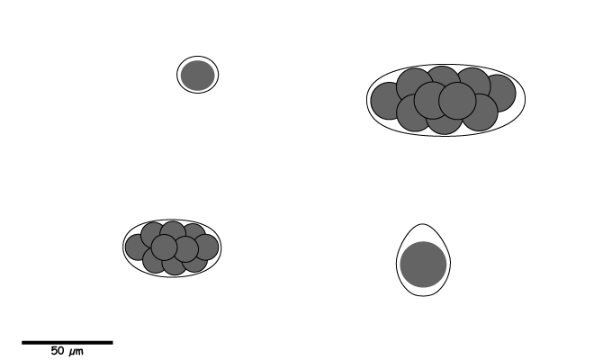 Eggs or cysts without ornate shells.