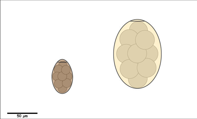 Egg without a Rim around Operculum.