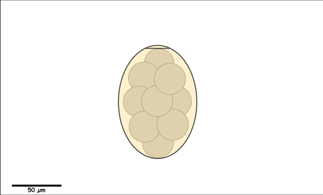 Large Yellowish-brown egg