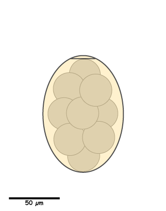 Alaria egg
