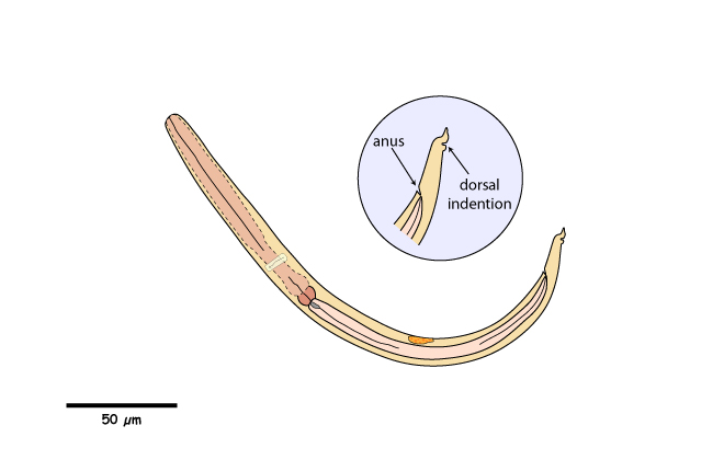 Filaroides osleri larva