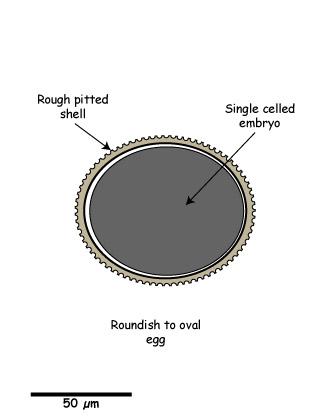 Toxocara egg