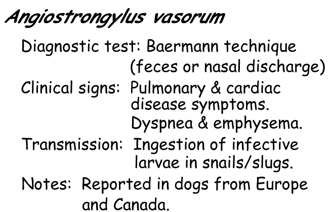 Angiostrongylus vasorum information