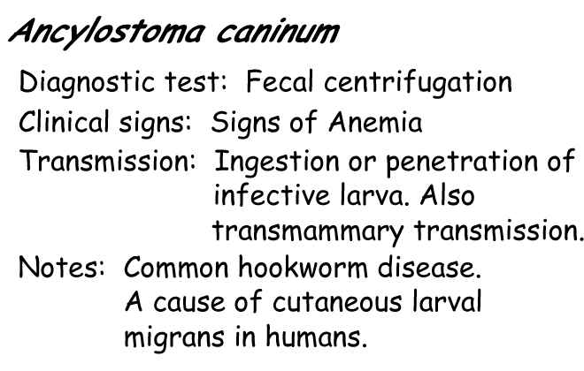 Ancylostoma information