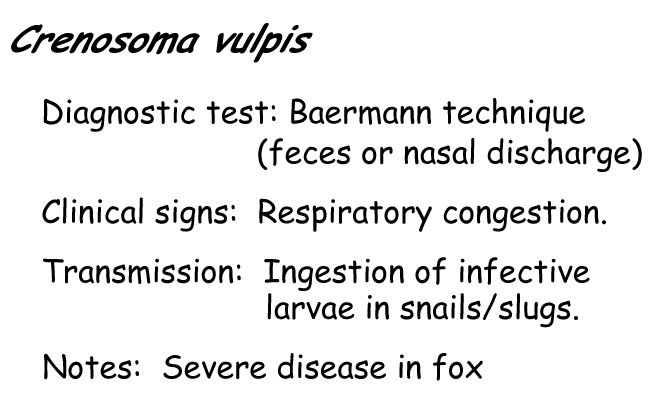 Crenosoma vulpis information