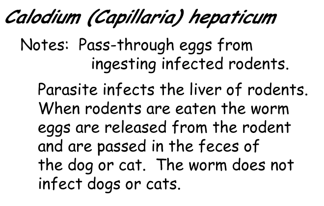 Capillaria hepatica information