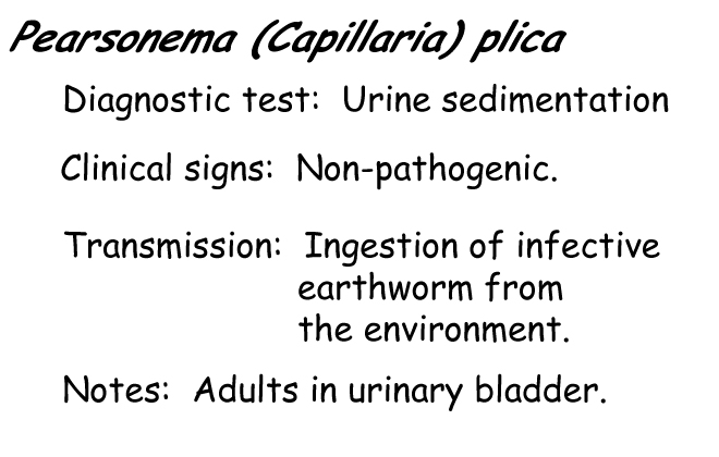 Capillaria plica information