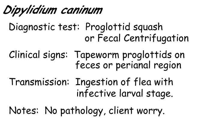 Dipylidium proglottid information