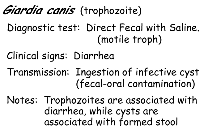 Giardia trophozoite information