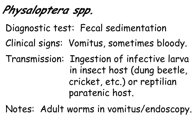 Physaloptera information