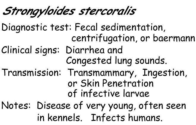 Strongyloides stercoralis information