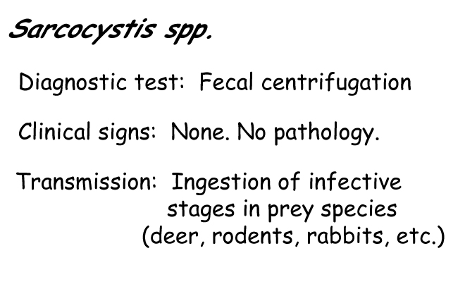 Sarcocystis information