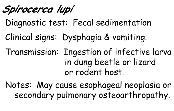 Spirocerca information