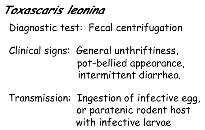 Toxascaris information
