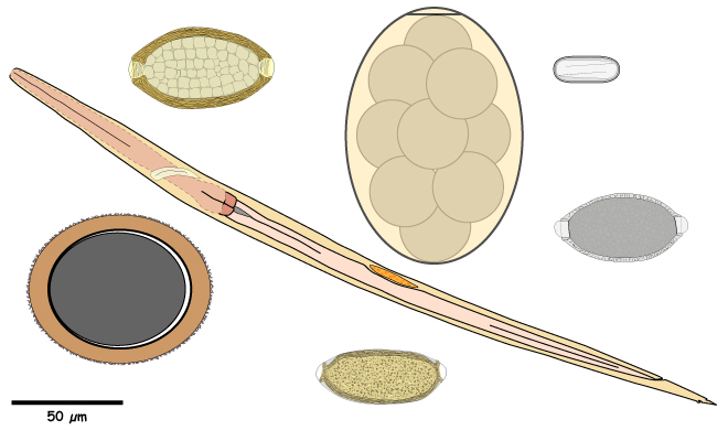Helminth Egg or Nematode Larva in Feces.