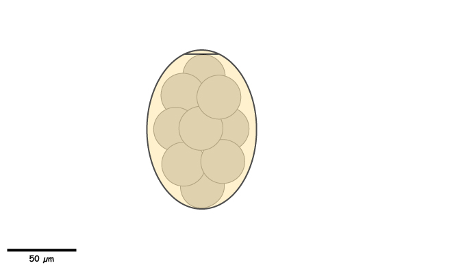 Large yellowish-Brown egg with an indistinct operculum.