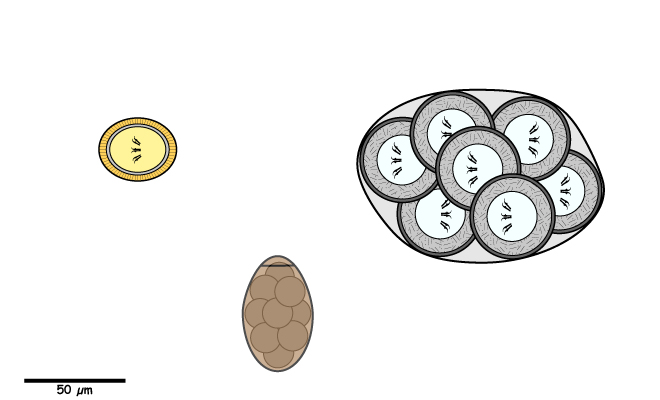 Tapeworm egg or egg-packet.