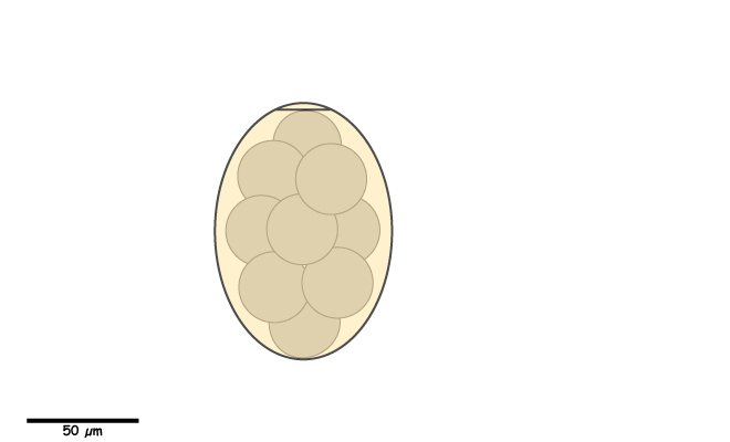 Large Yellowish-brown egg, without rim around operculum.