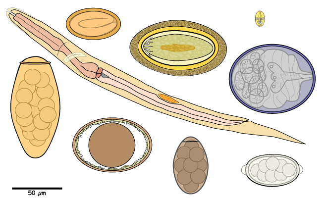 Helminth Egg, Protozoan Cyst, or Nematode Larva.