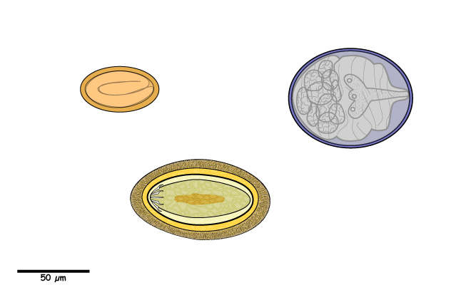 Egg containing a developed larva.