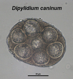 Dipylidium caninum egg-packet