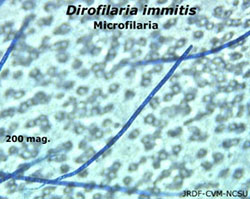 Dirofilaria microfilaria