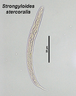 Strongyloides stercoralis L1 larvae