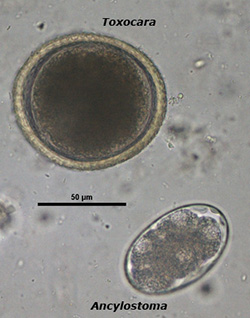 Toxocara canis egg