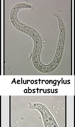 Aelurostrongylus abstrusus