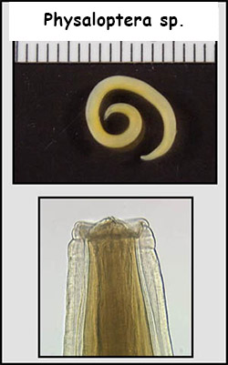 physaloptera worm