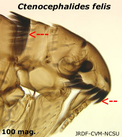 Ctenocephalides anterior