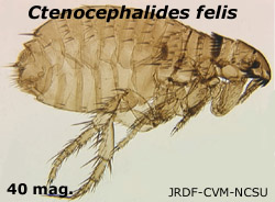 Ctenocephalides sp.