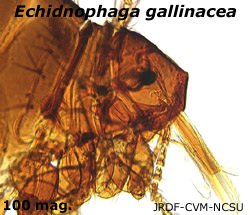 Echidnophaga anterior