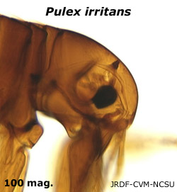 Pulex anterior