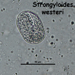 Strongyloides westeri ova