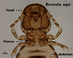 Bovicola (Damalinia) equi head & thorax