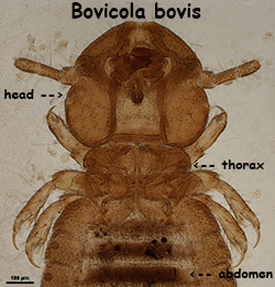 Bovicola (Damalinia) bovis head & thorax