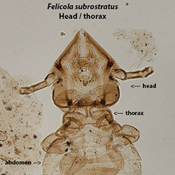 felicola head & thorax