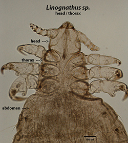 linognathus head & thorax