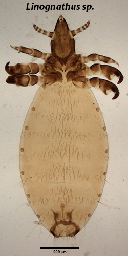 Linognathus vituli