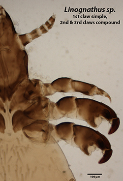 Linognathus vituli claws