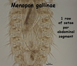 Menopon gallinae abdominal setae