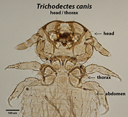trichodectes head & thorax