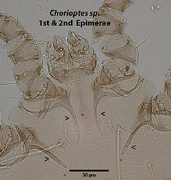 Chorioptes epimerae