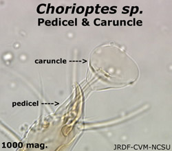Chorioptes pedicel