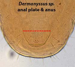 Dermanyssus anus location