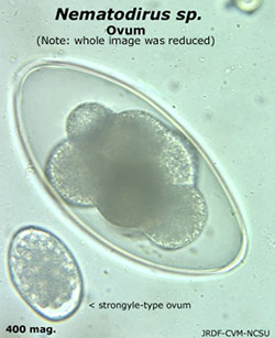 Nematodirus sp. ova