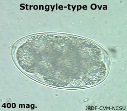 Strongyloides-type ova