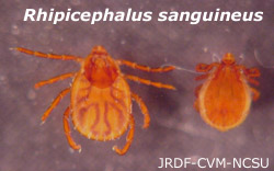 Rhipiephalus sp.